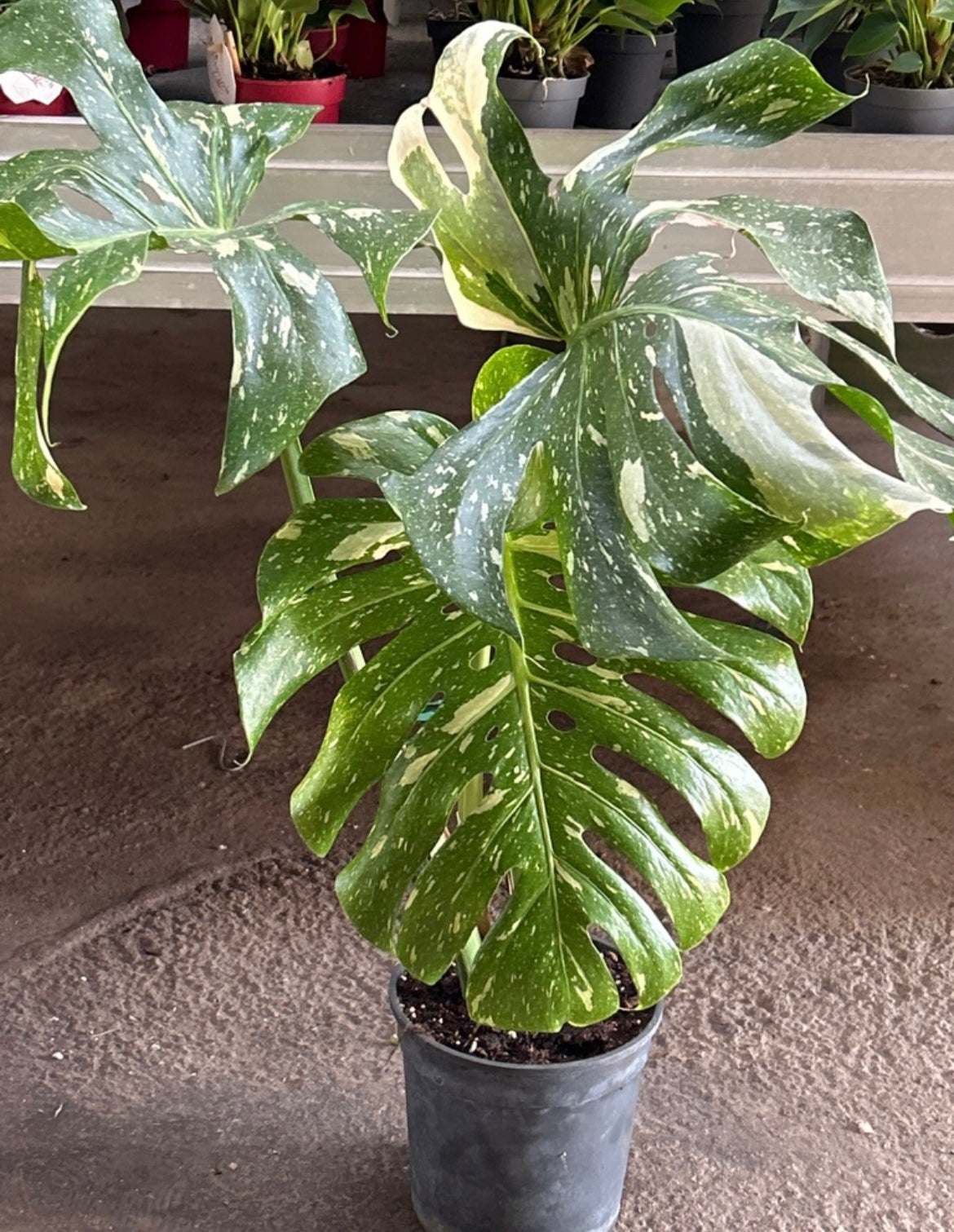 Monstera thai constellation