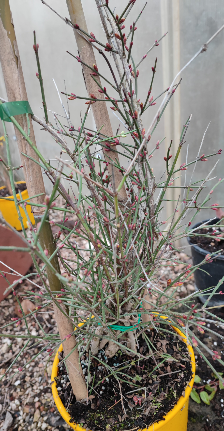 Gelsomino nudiflorum