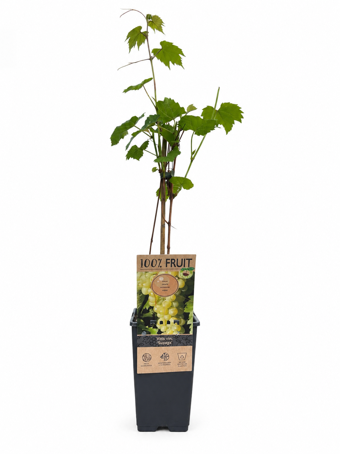 Vitis vinifera 'Supaga'