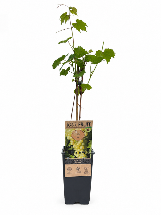 Vitis vinifera 'Supaga'