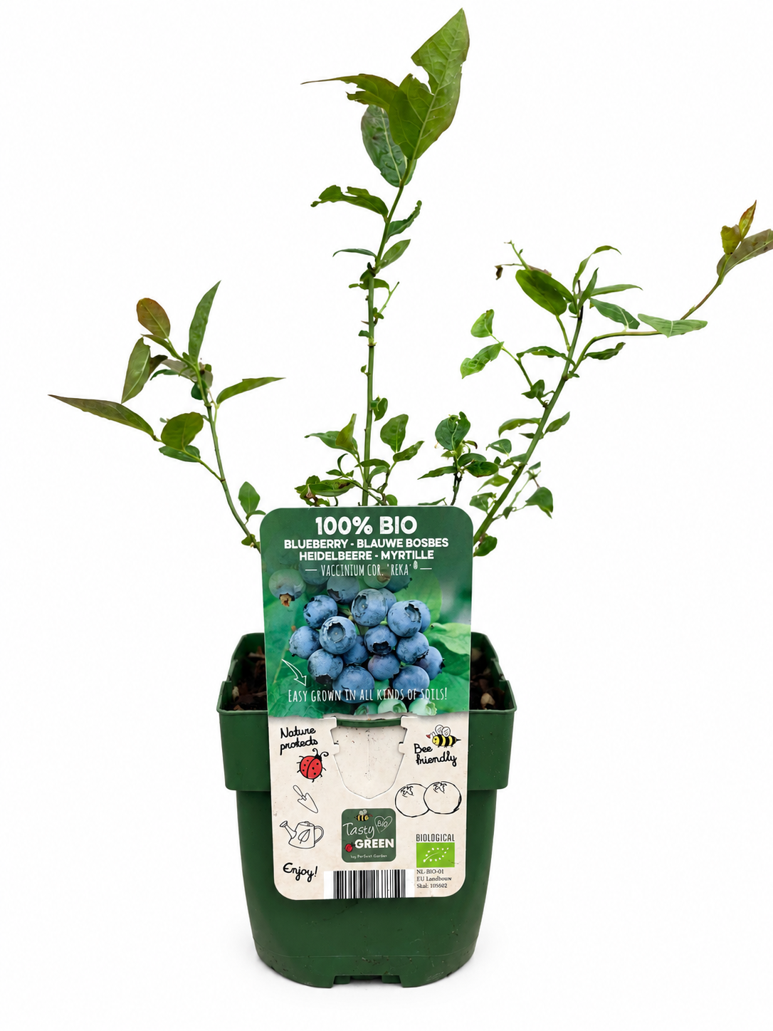 Vaccinium corymbosum Reka