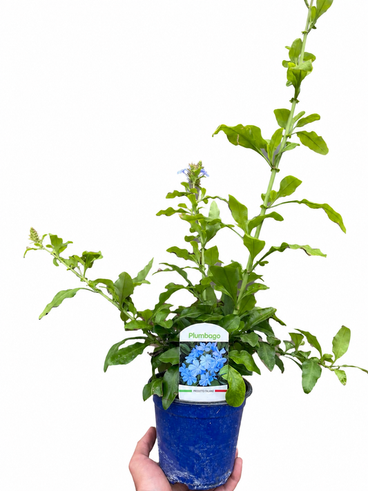 Plumbago