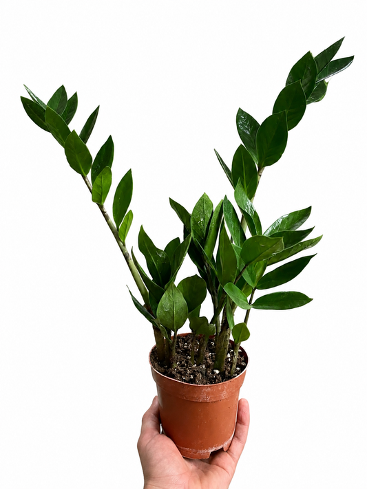 Zamioculcas