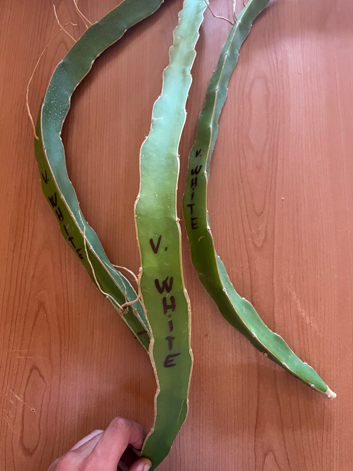 Pitaya (frutto del drago)