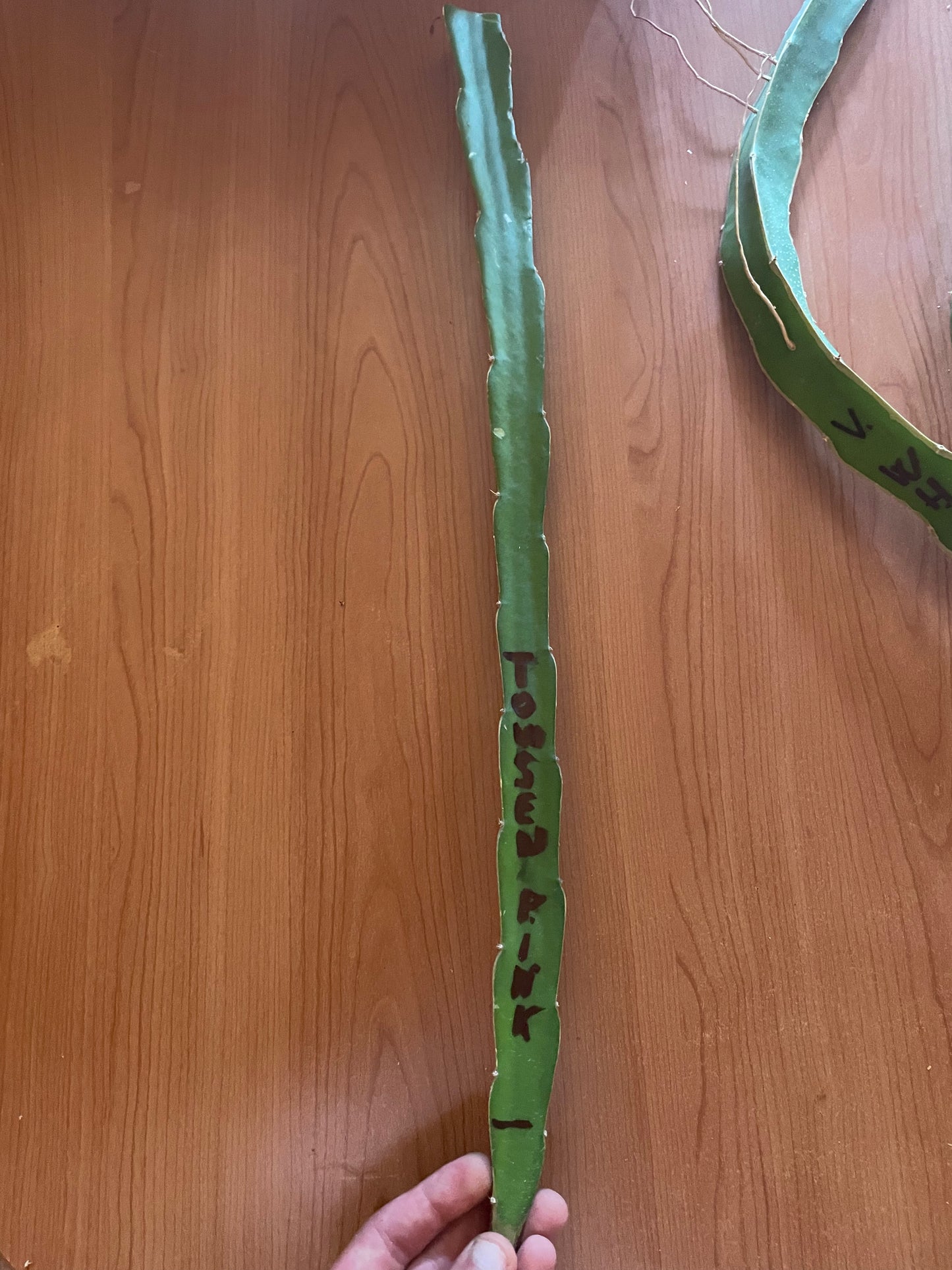 Pitaya (frutto del drago)