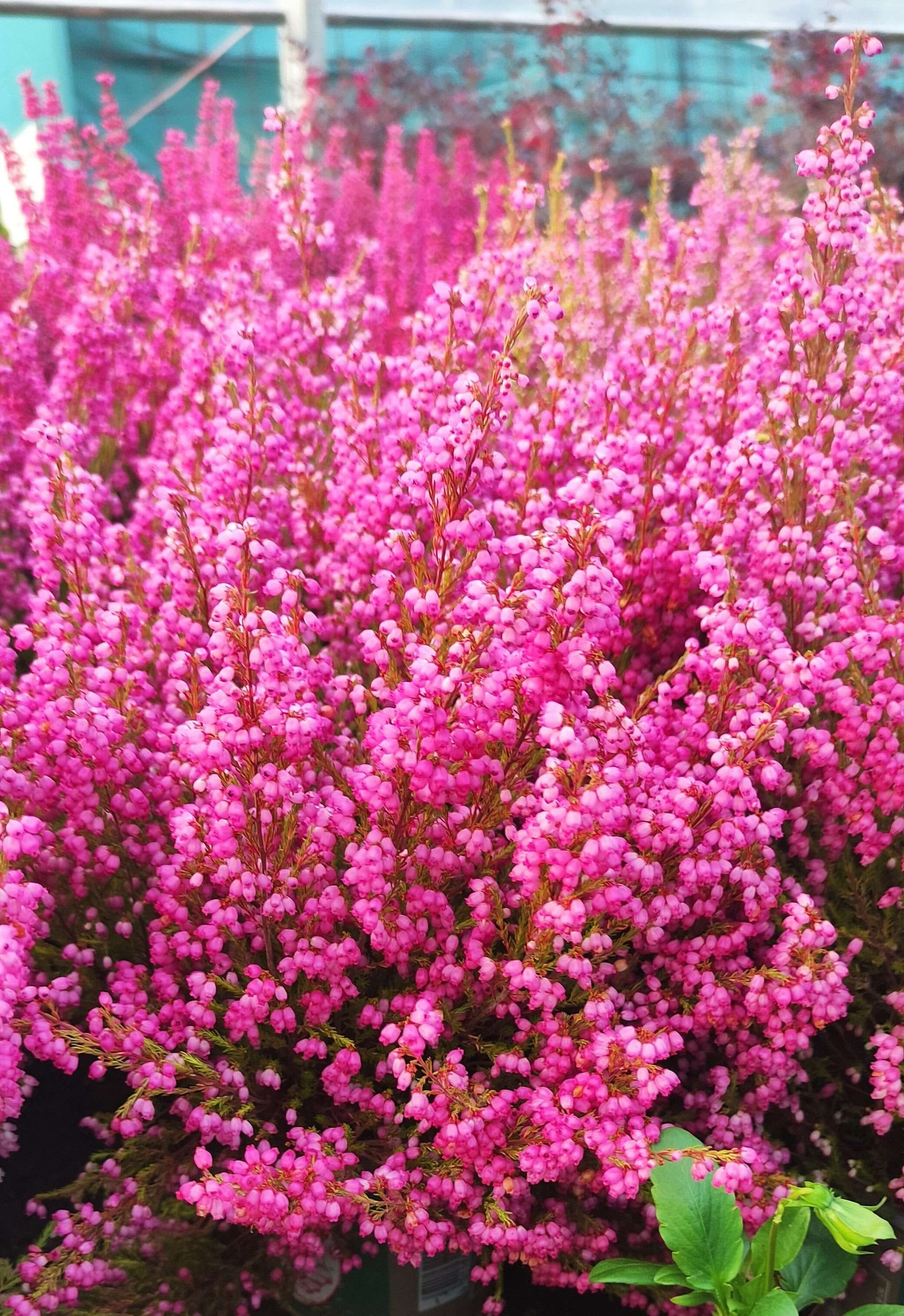 Erica gracilis - Valmaflor