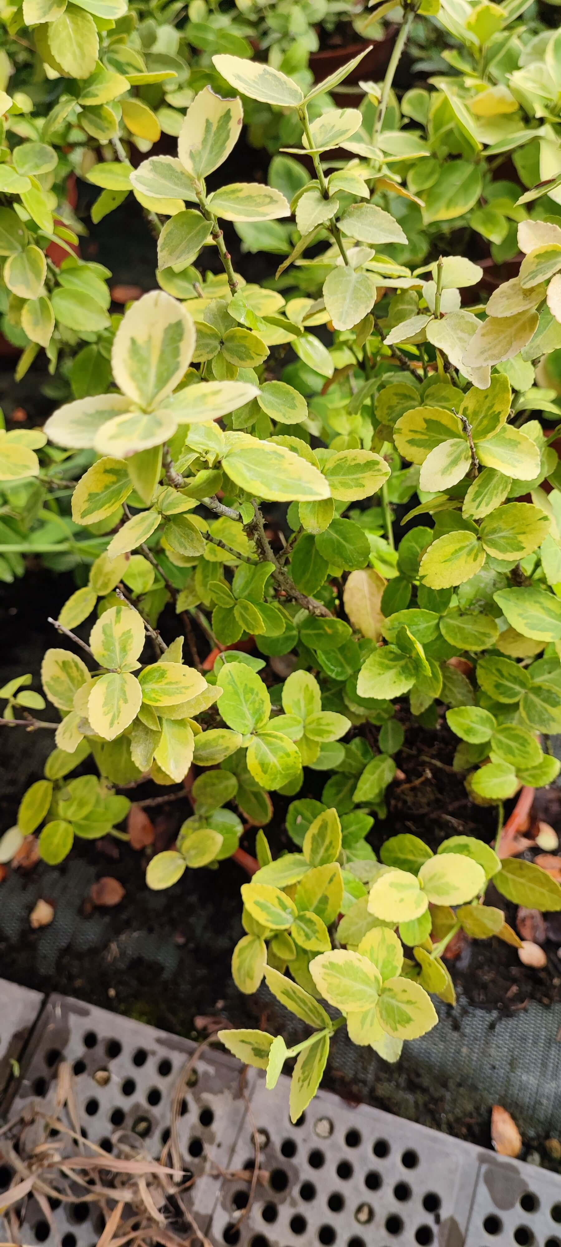 Euonymus Emerald gold - Valmaflor