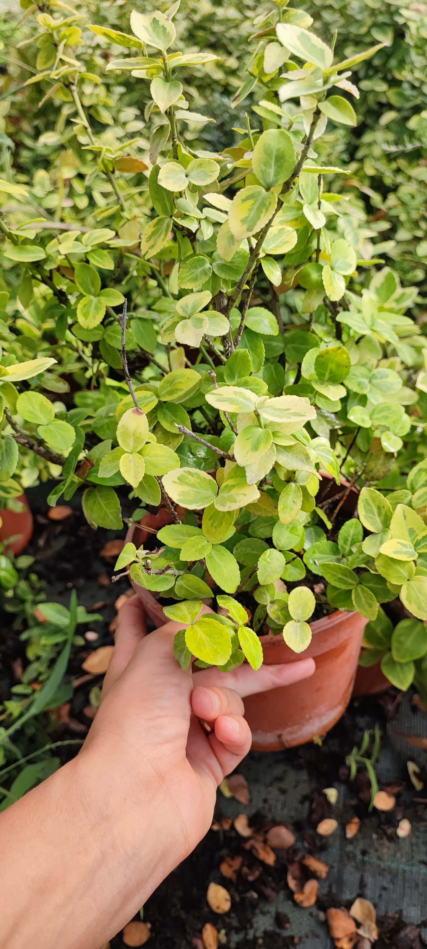 Euonymus Emerald gold - Valmaflor