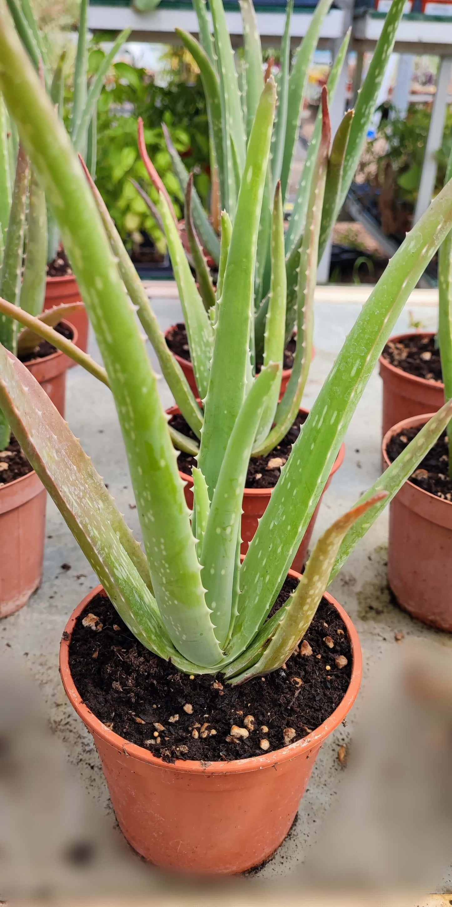 Aloe vera - Valmaflor