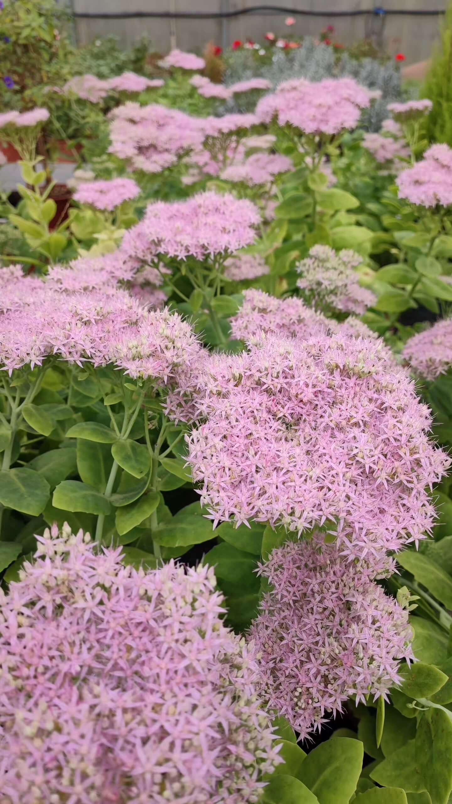 Sedum spectabile - Valmaflor