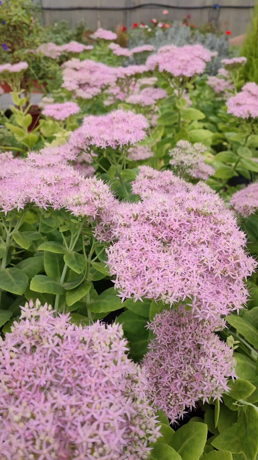 Sedum spectabile - Valmaflor