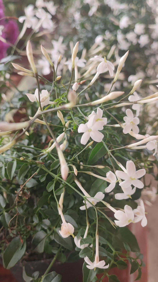 Jasminium officinalis - Valmaflor