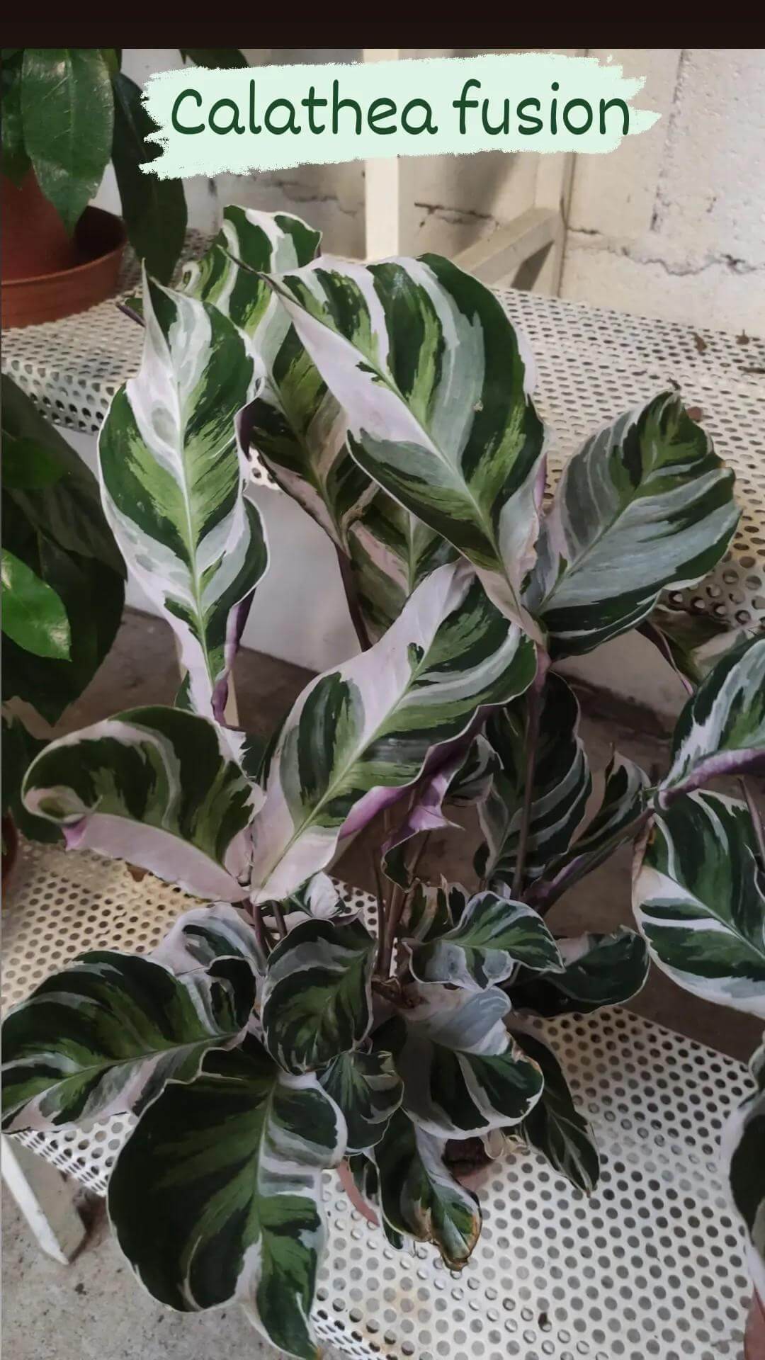 Calathea - Valmaflor