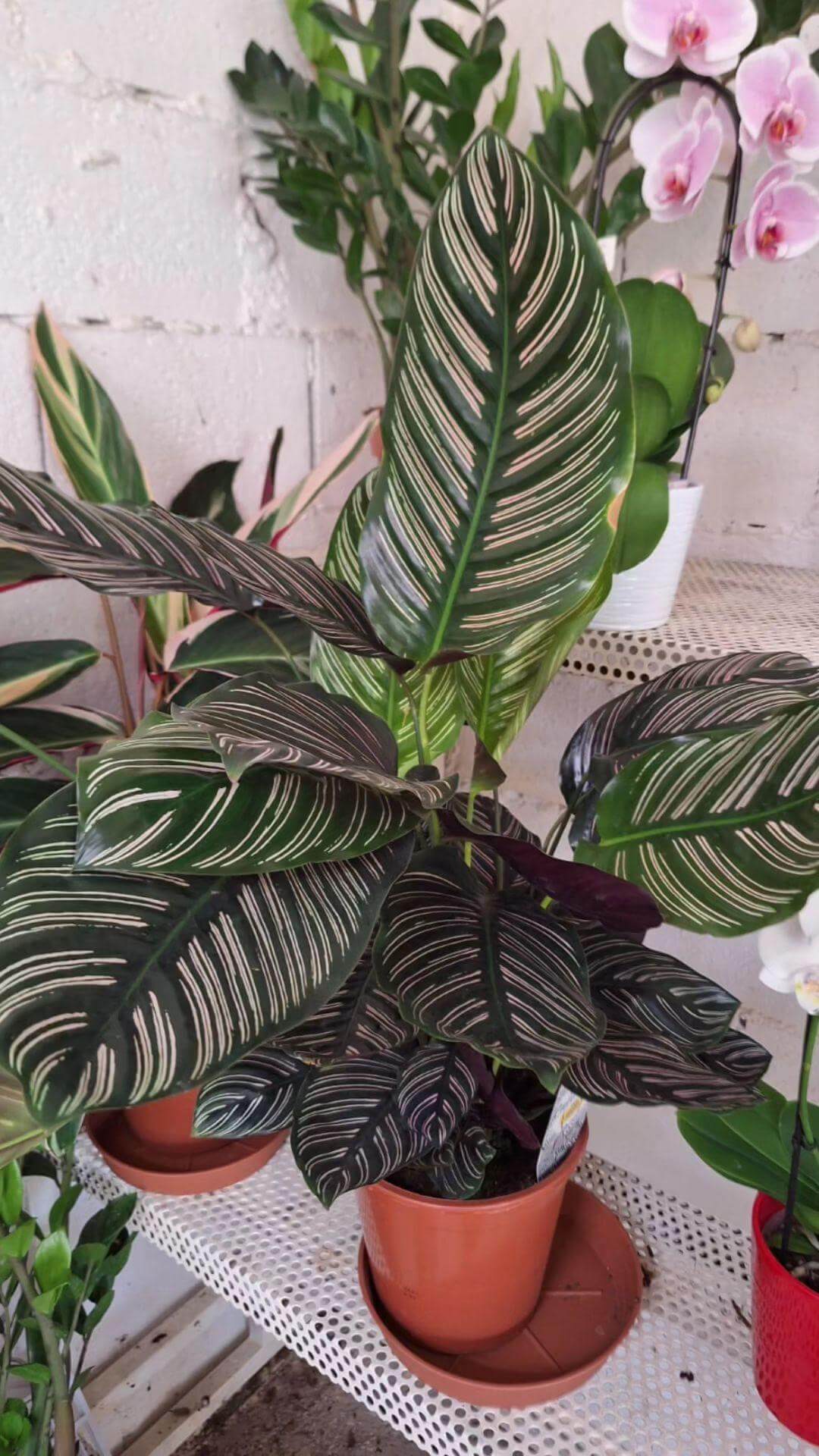 Calathea - Valmaflor