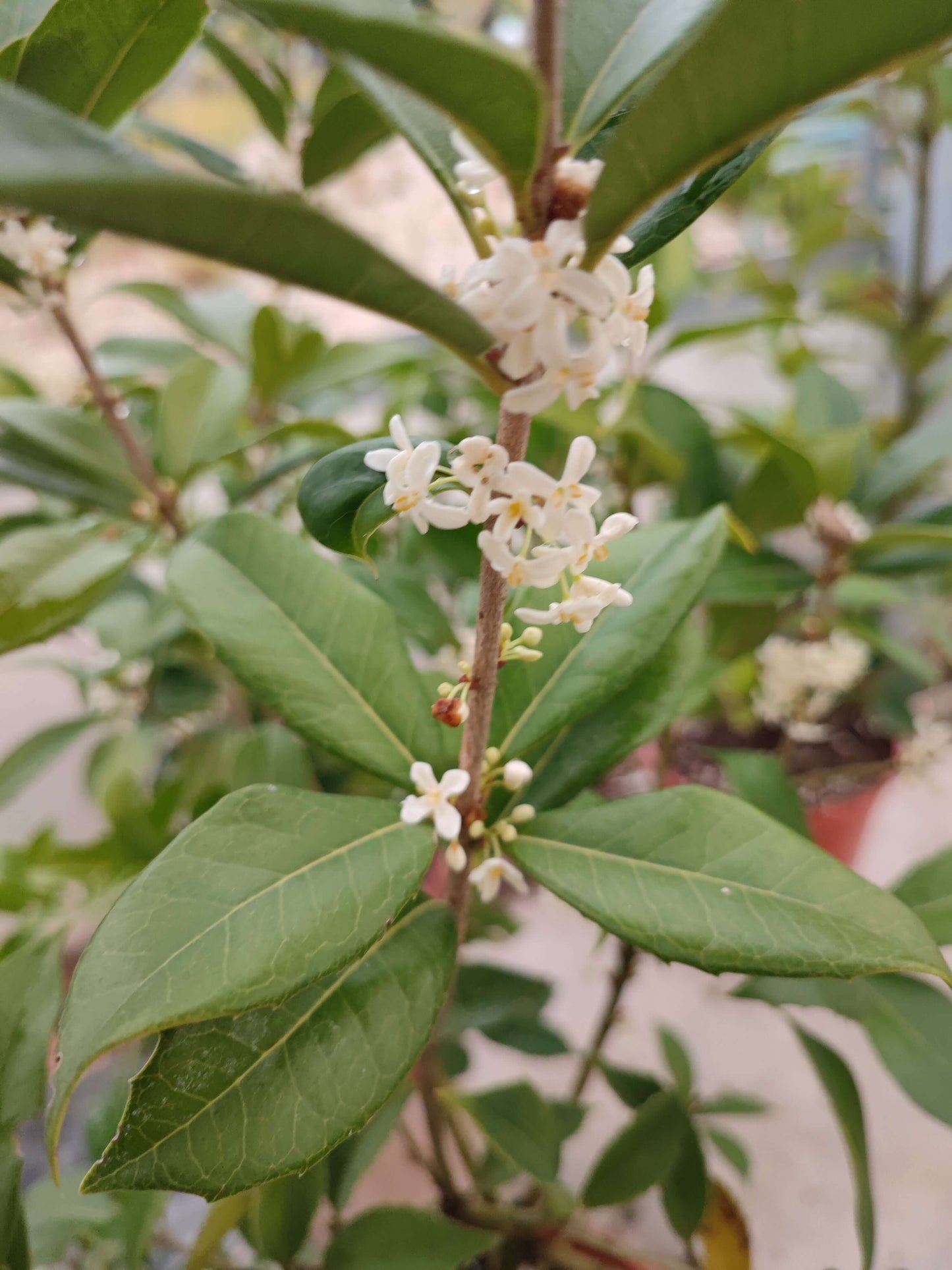 Osmanthus oleafagrans - Valmaflor