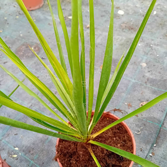 Yucca filifera - Valmaflor