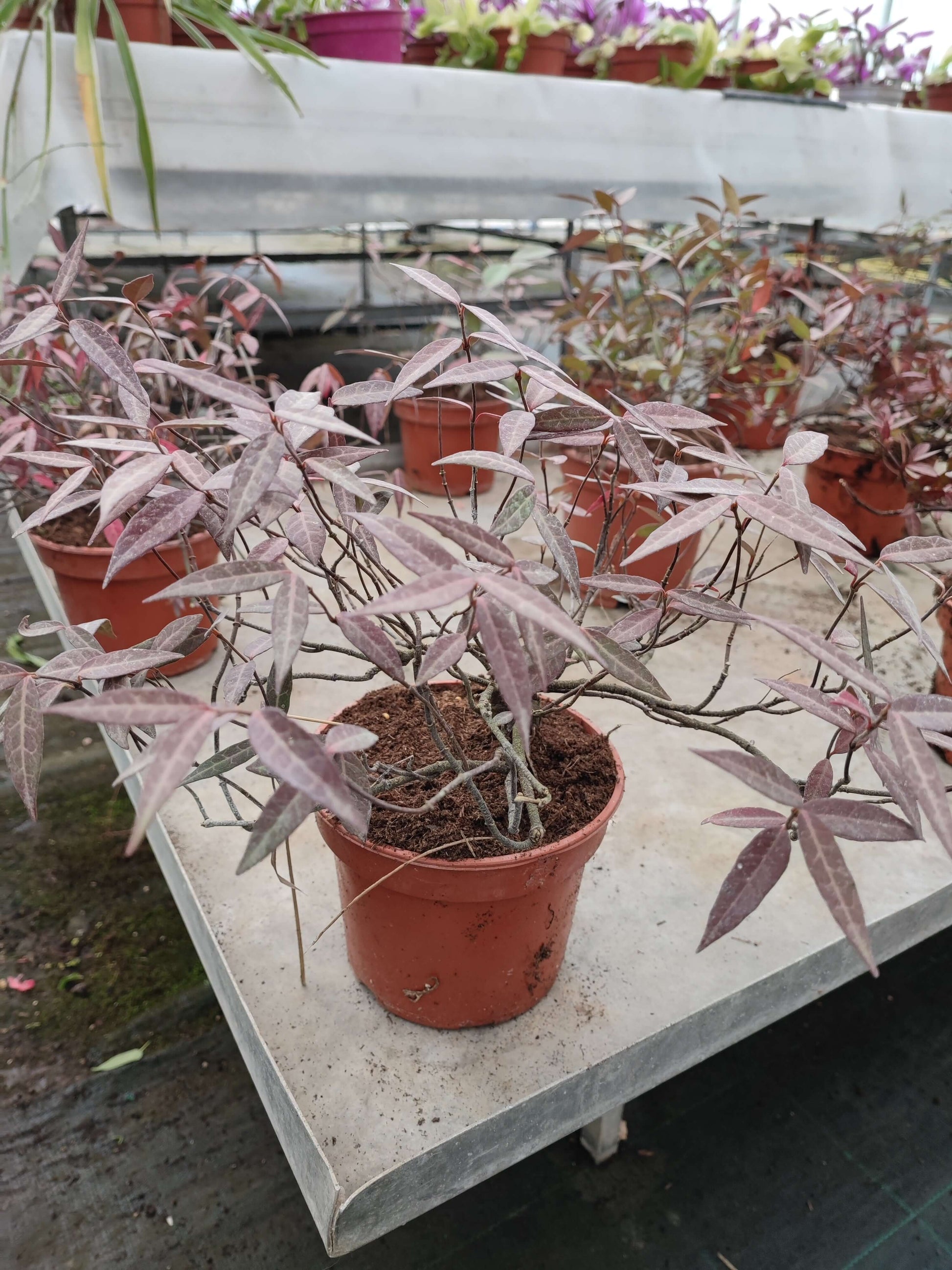 Trachelospermum asiaticum ‘Angustifolium’ - Valmaflor