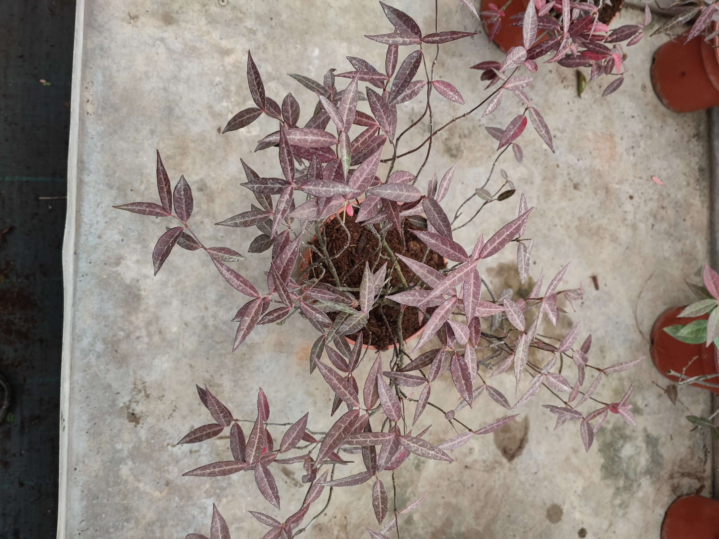 Trachelospermum asiaticum ‘Angustifolium’ - Valmaflor