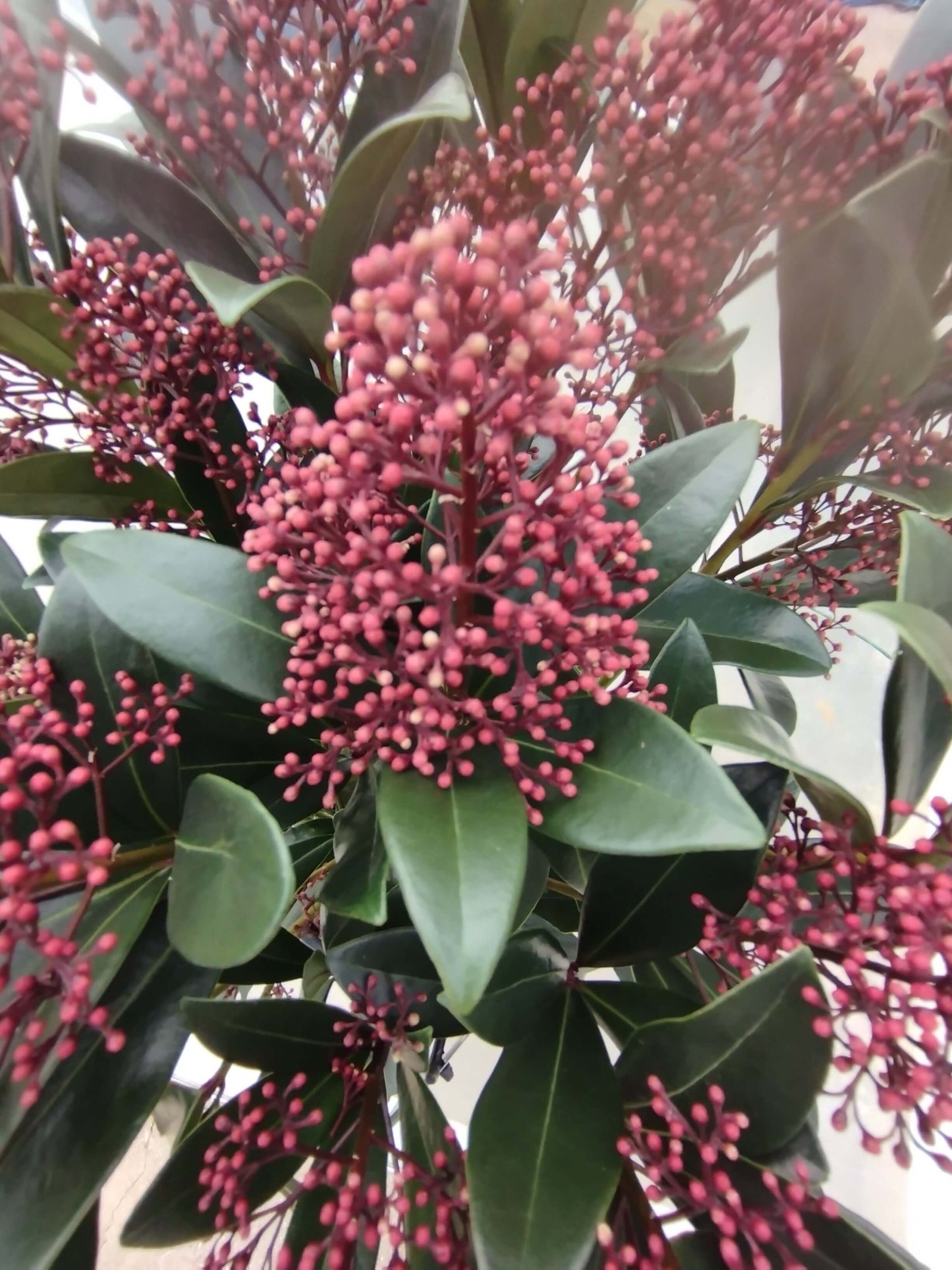 Skimmia - Valmaflor