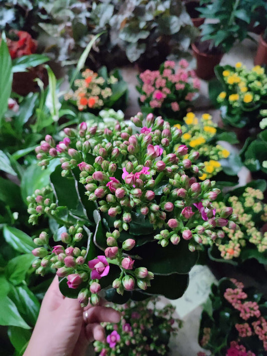 Kalanchoe - Valmaflor