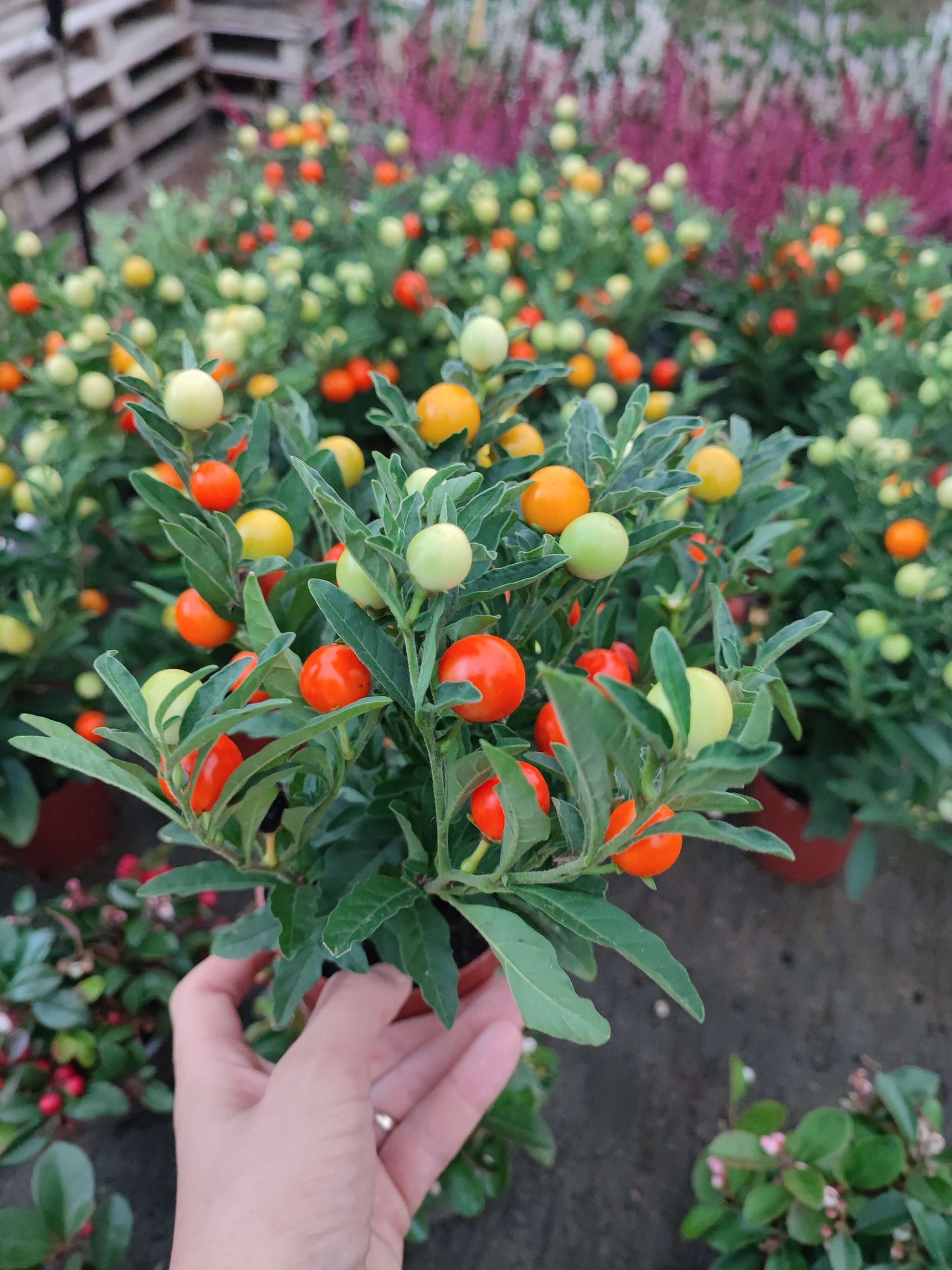 Solanum pseudocapsicum L. - Valmaflor