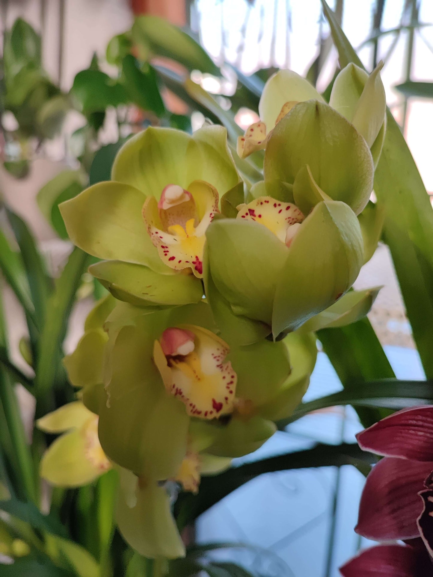 Cymbidium - Valmaflor