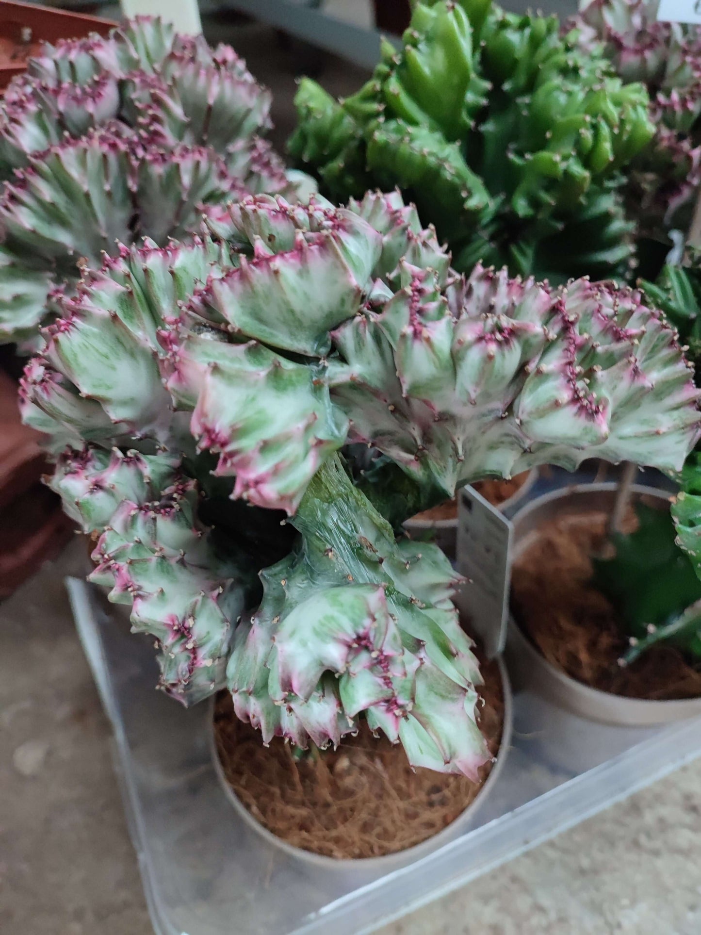 Euphorbia cristata - Valmaflor