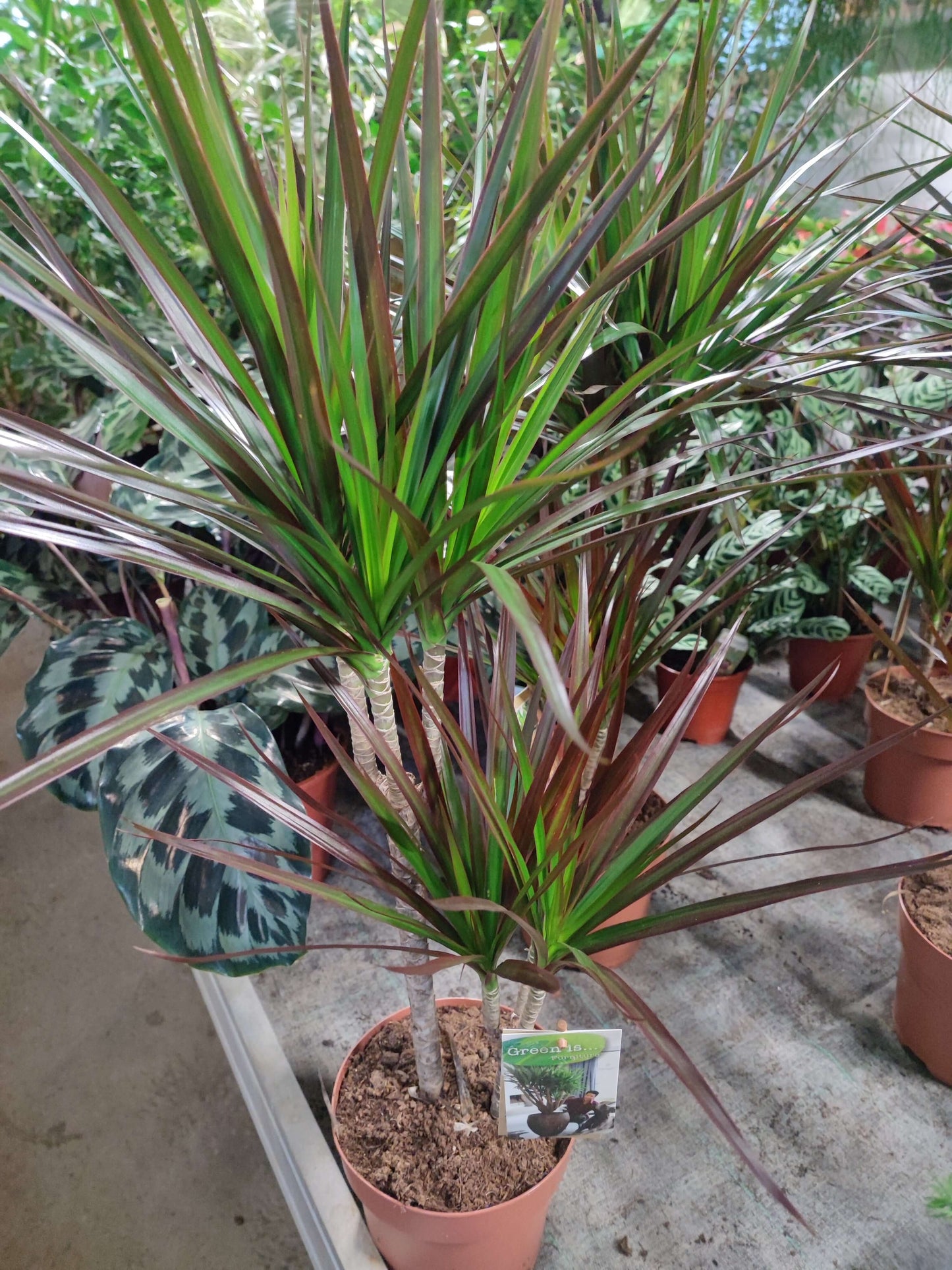 Dracaena marginata