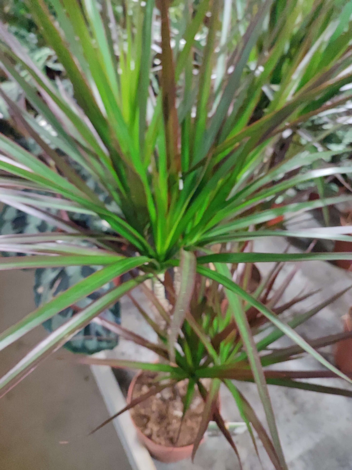 Dracaena marginata