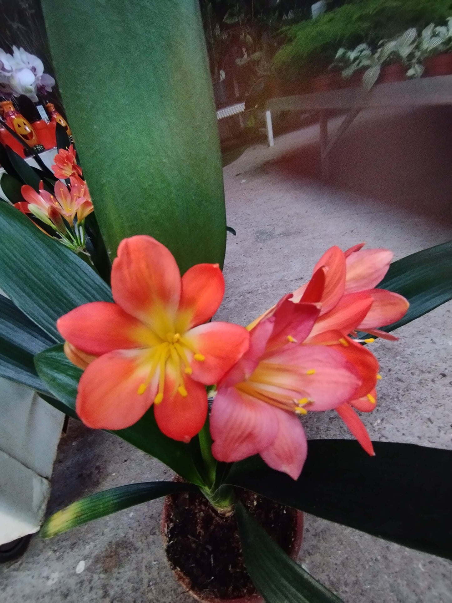 Clivia Miniata