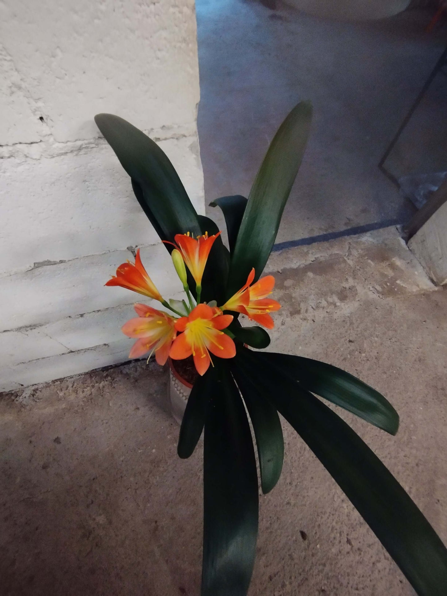 Clivia Miniata