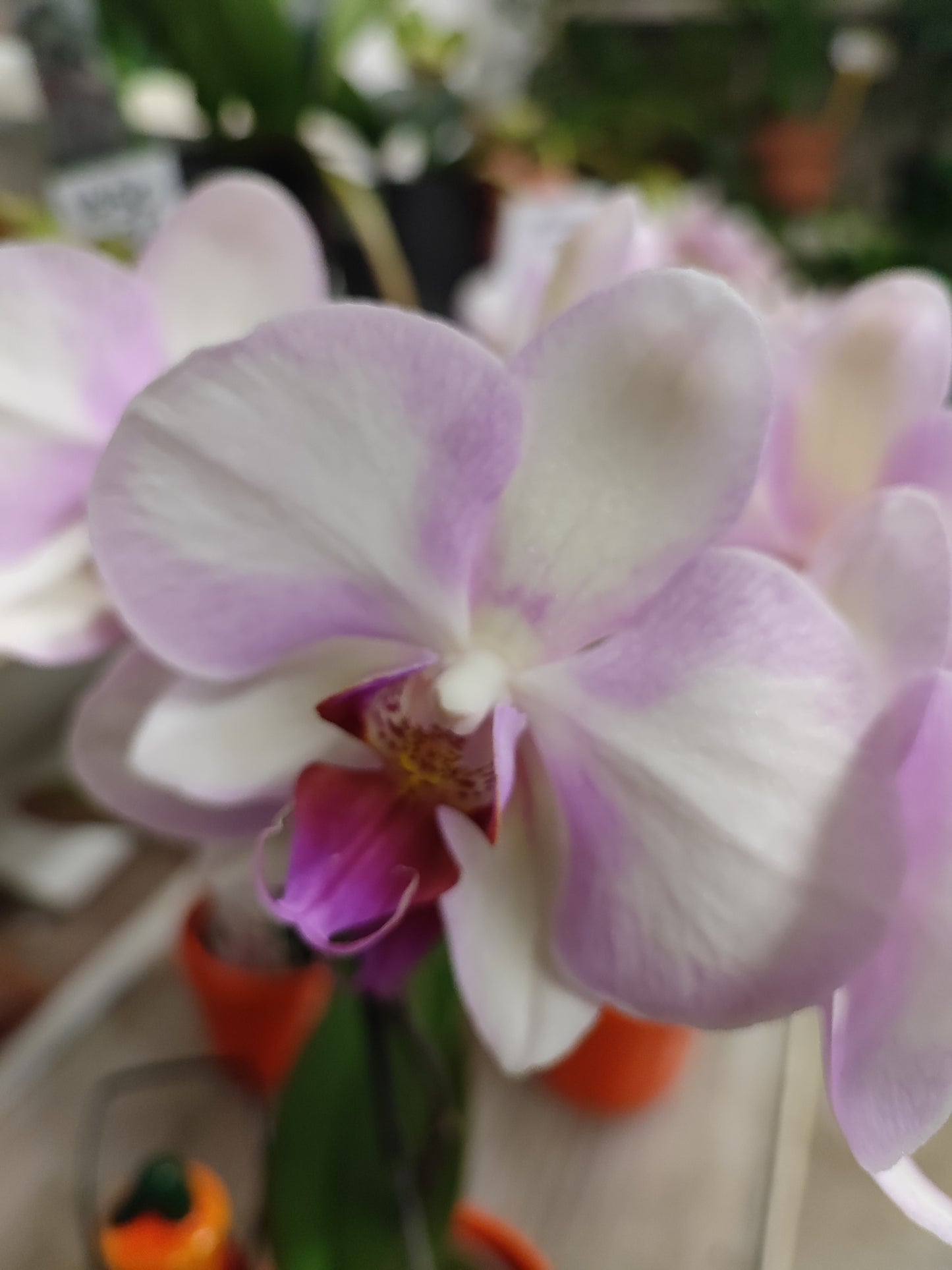 Orchidea mini