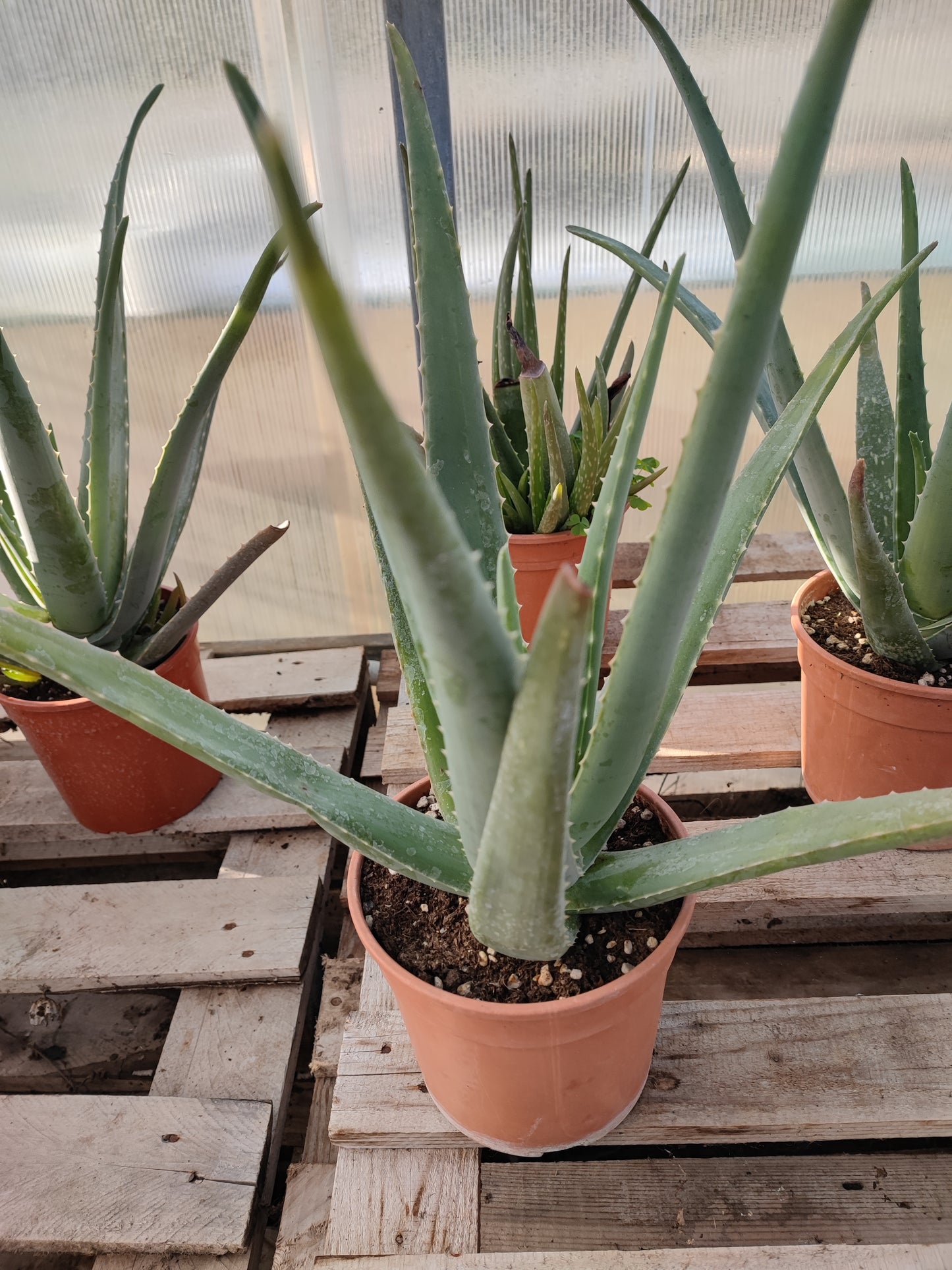 Aloe vera