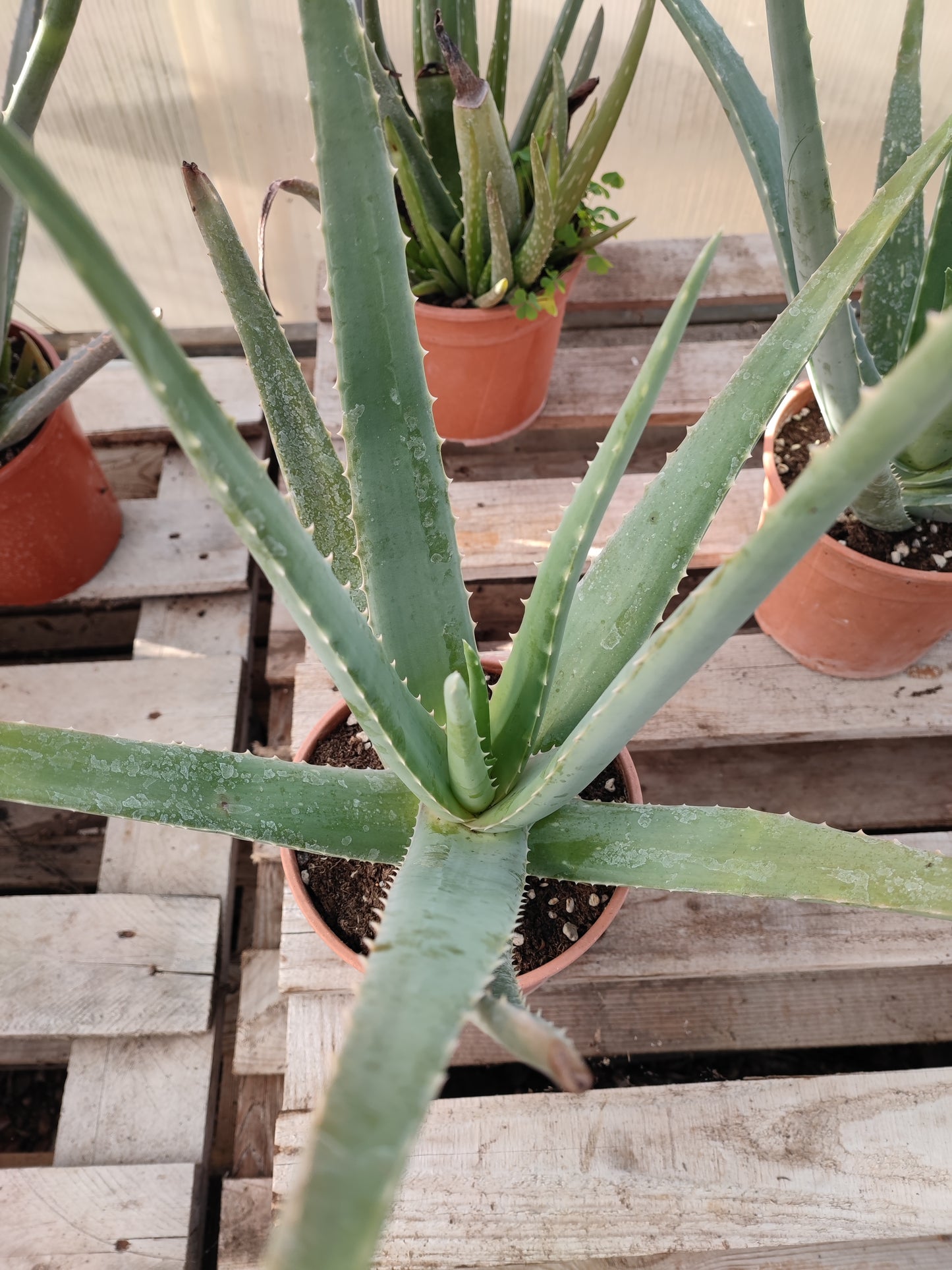 Aloe vera