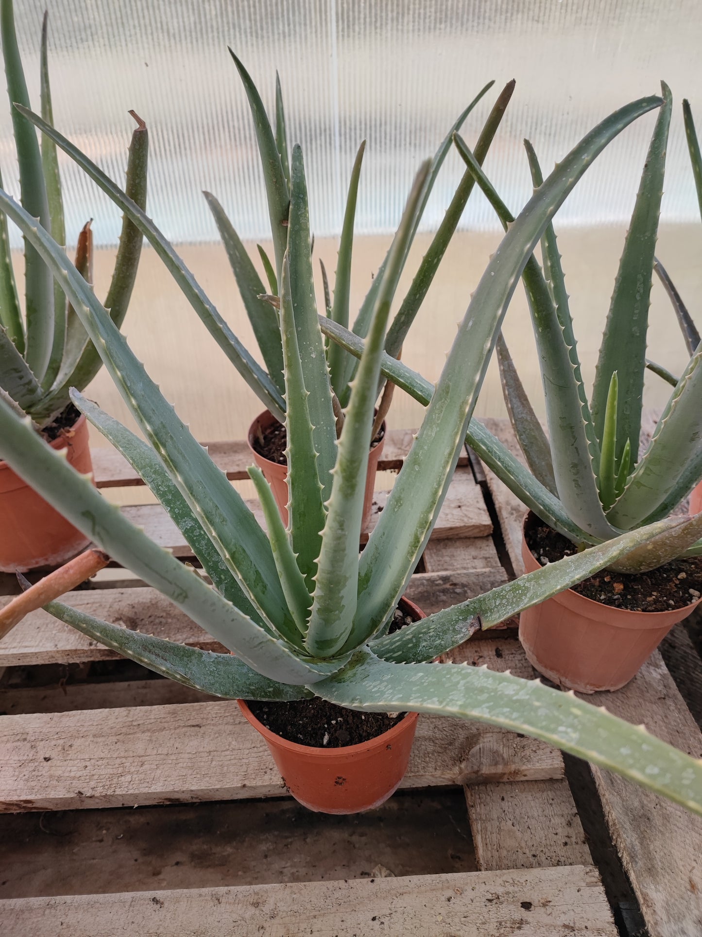 Aloe vera