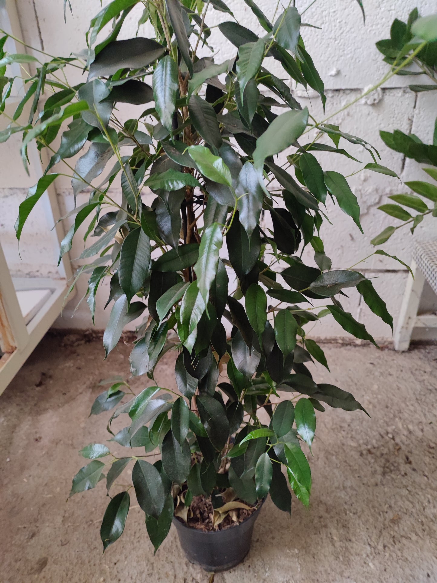 Ficus Benjamin