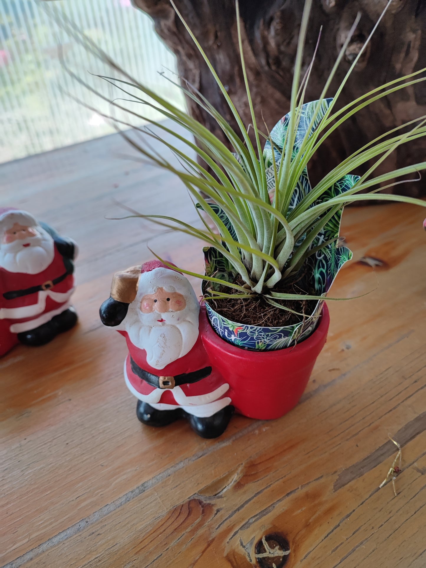 Decorazione babbo natale con tillandsia