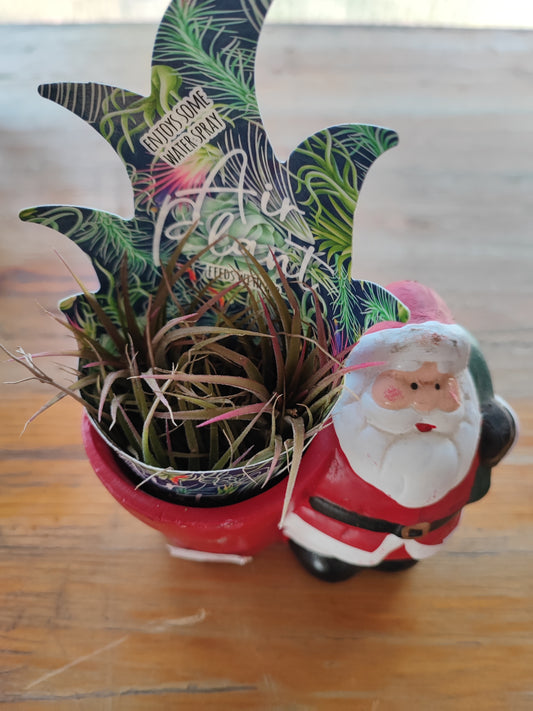 Decorazione babbo natale con tillandsia