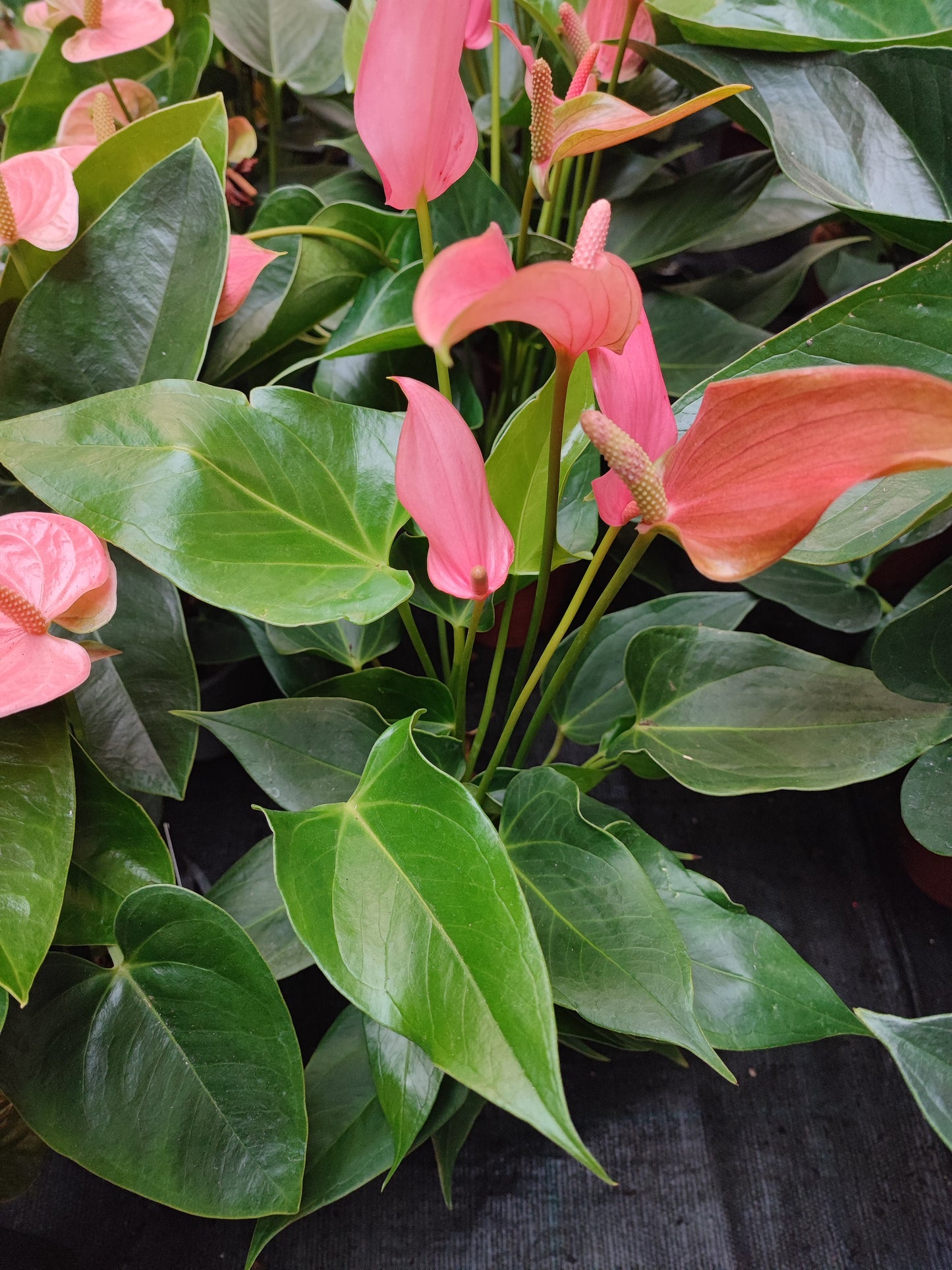 Anthurium lilli