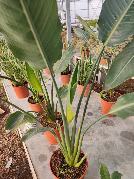 Strelitzia Nicolai