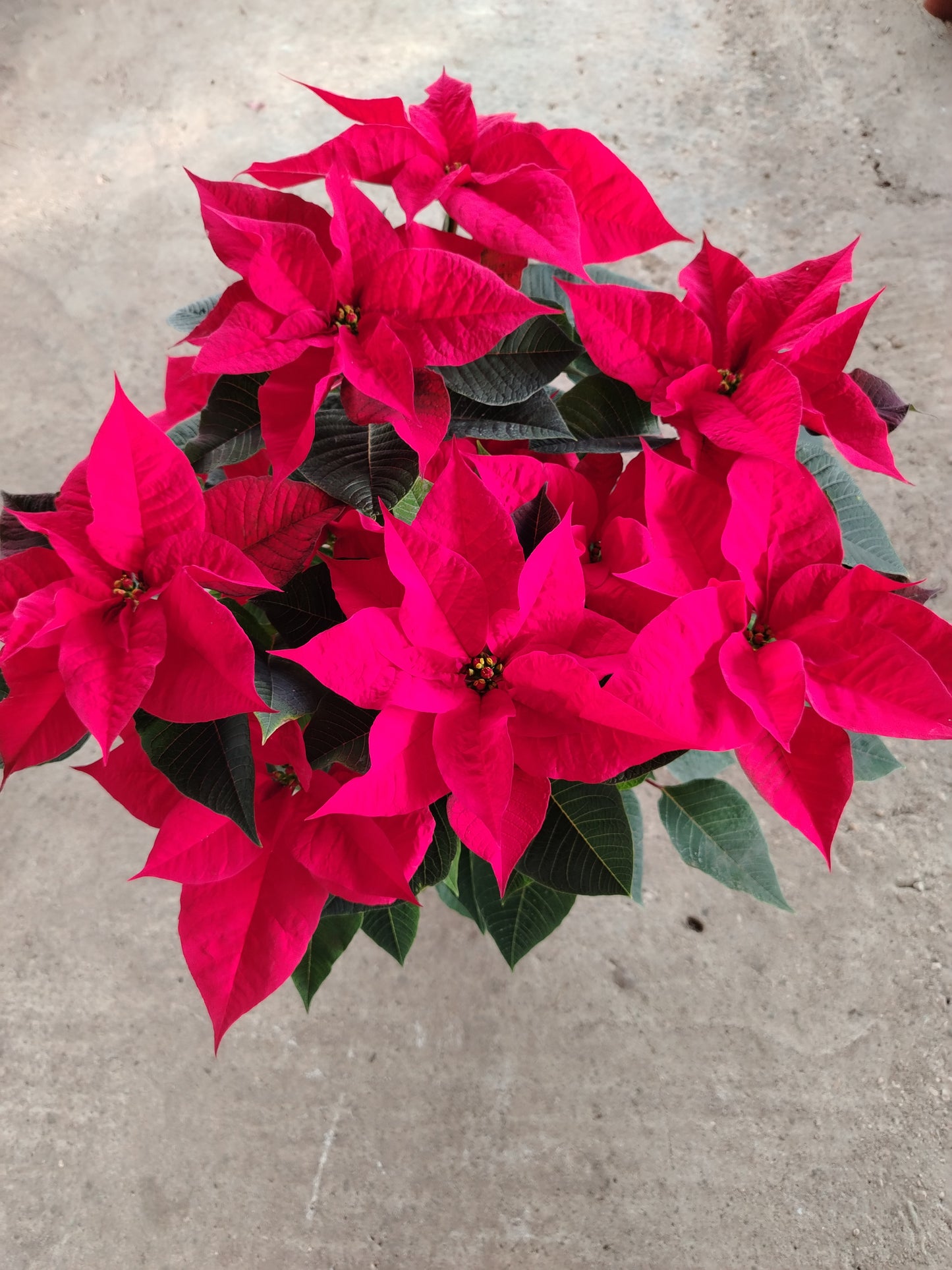 Poinsettia (Stella di Natale)