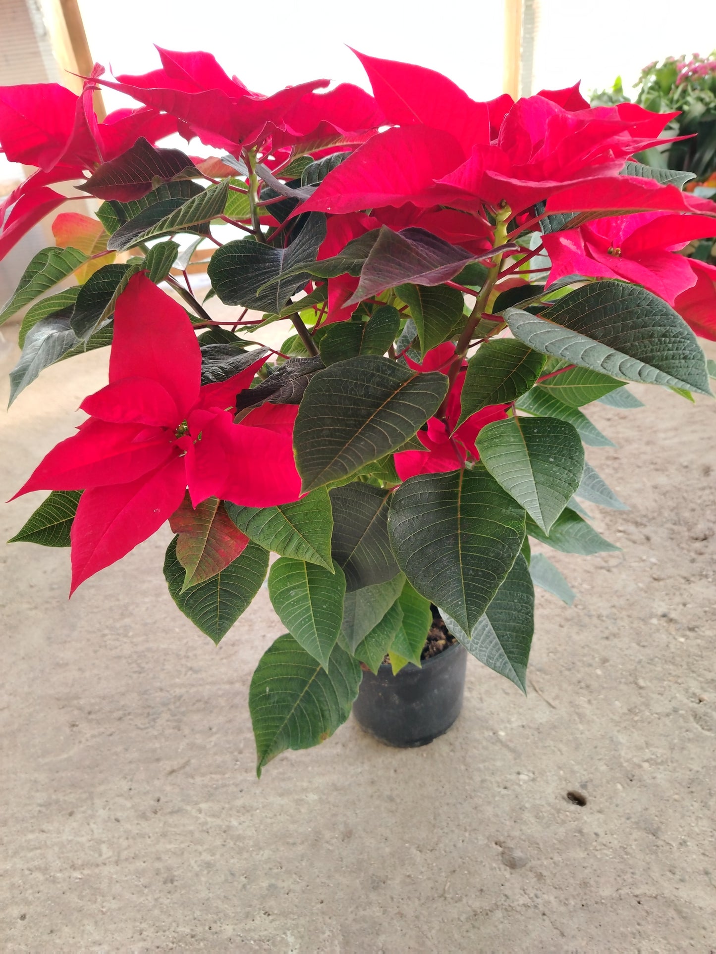 Poinsettia (Stella di Natale)