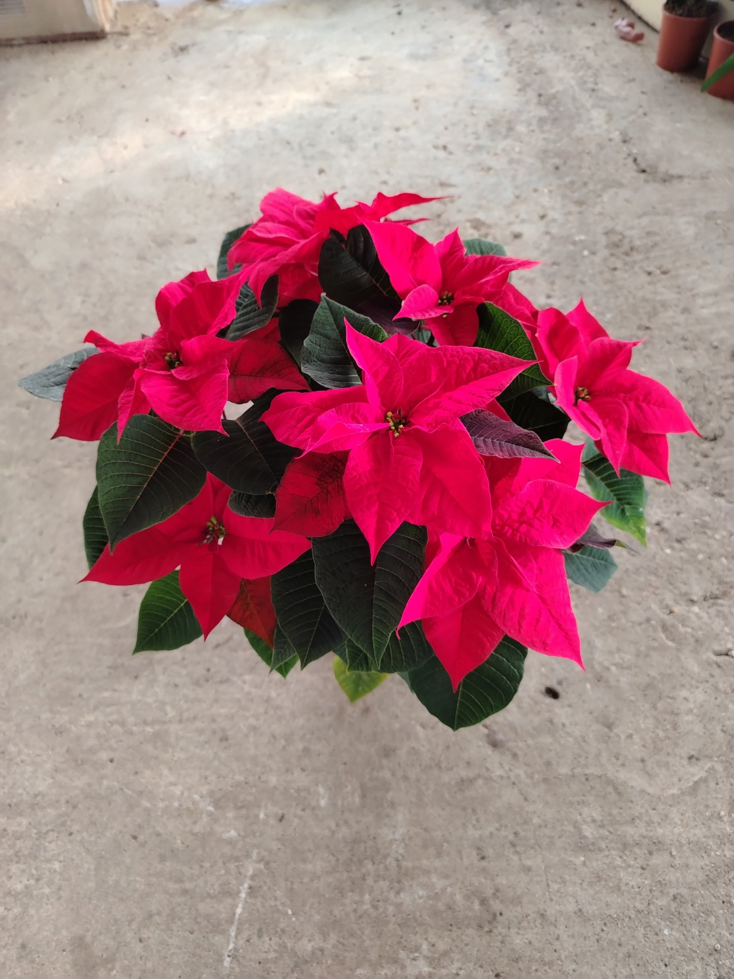 Poinsettia (Stella di Natale)