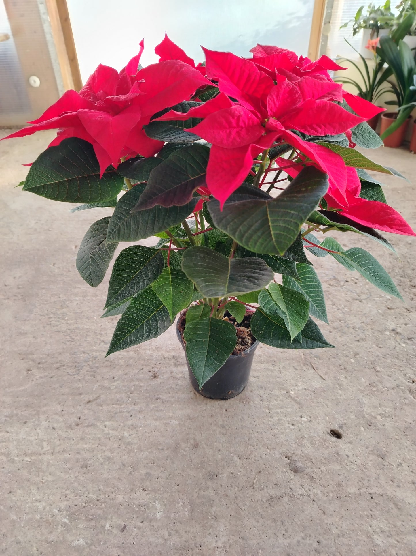 Poinsettia (Stella di Natale)