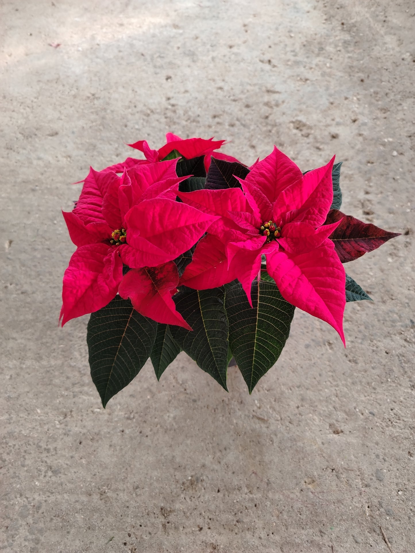 Poinsettia (Stella di Natale)