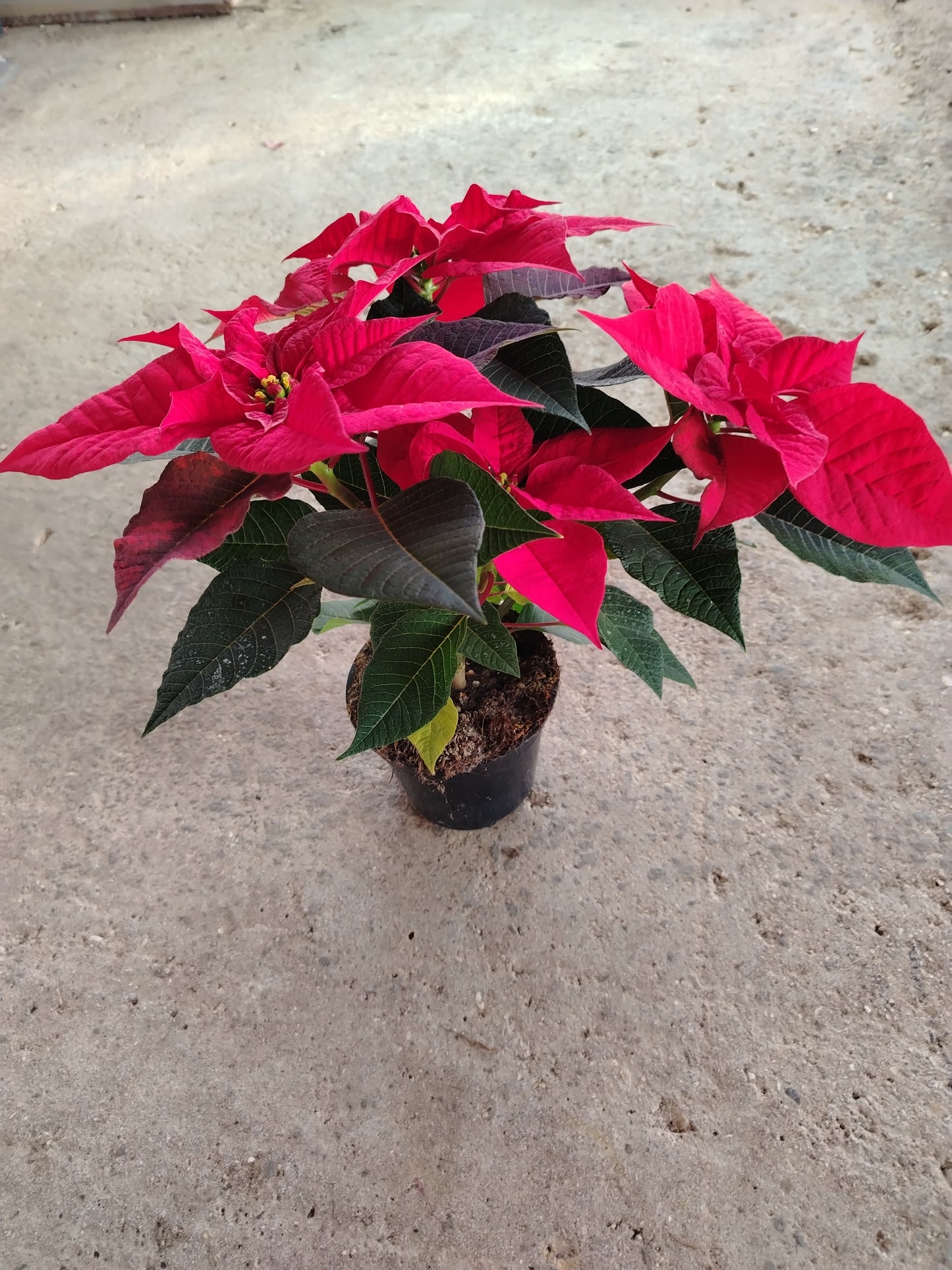 Poinsettia (Stella di Natale)