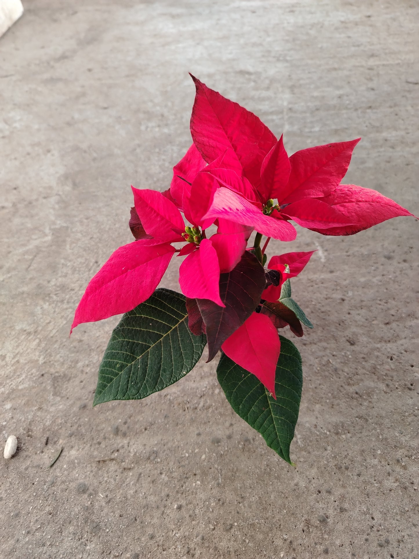 Poinsettia (Stella di Natale)