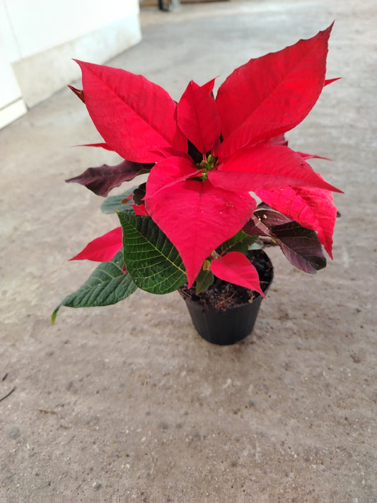 Poinsettia (Stella di Natale)