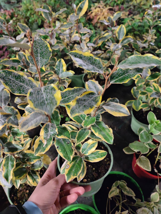 Eleagnus ebbingei variegato