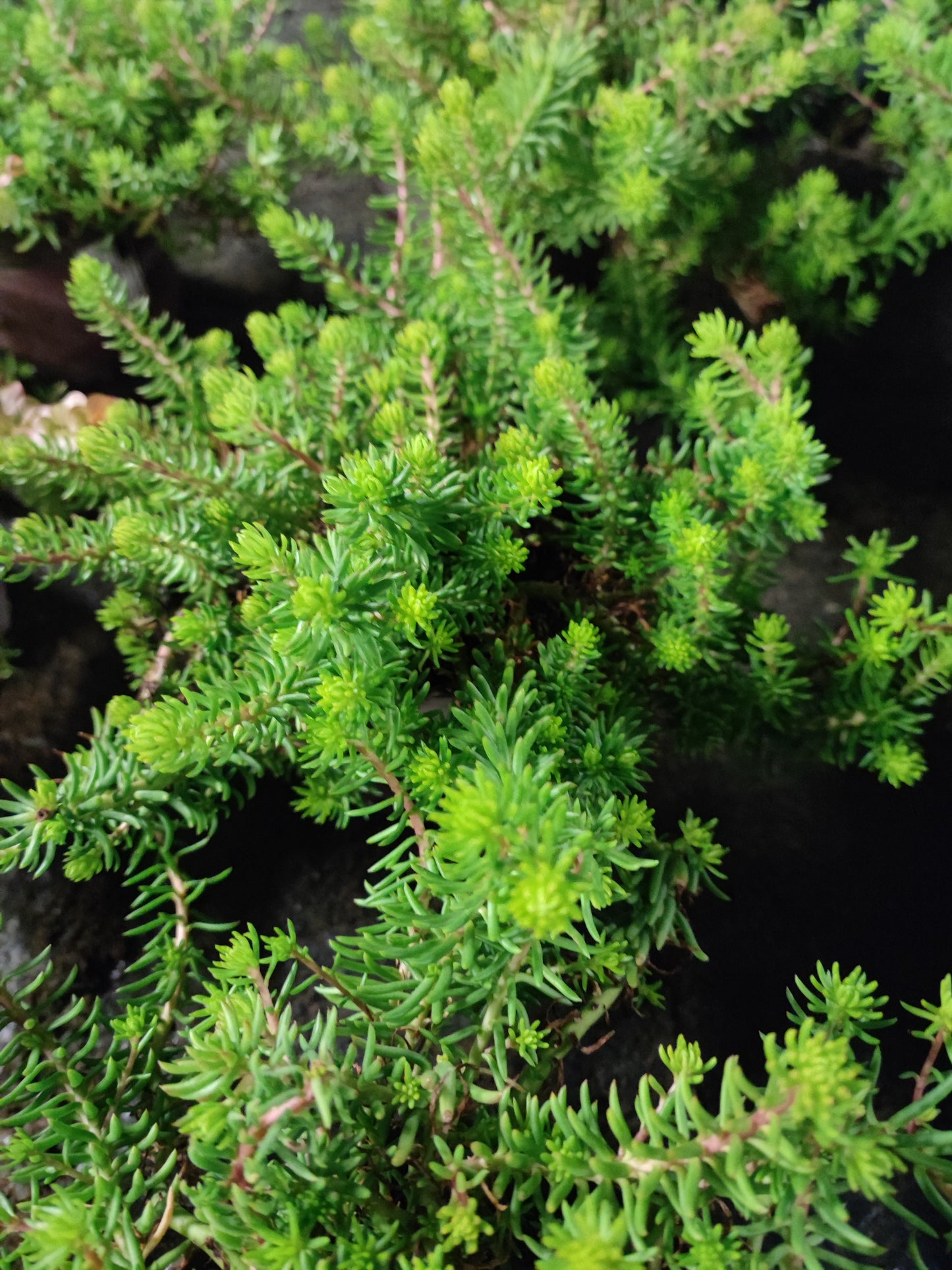 Sedum reflexum "yello Caushion